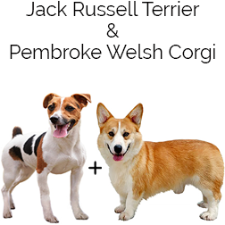 Welsh Cojack Dog